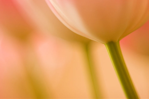Tulpen I